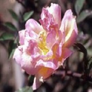Fortune's Double Yellow