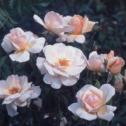 Rose Gardeners Joy