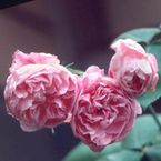 Rose Gerbe Rose