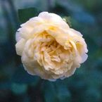 Rose Golden Moss