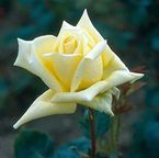 Rose Grandpa Dickson