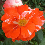 Rose Hanky Panky
