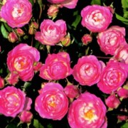 Rose Happy Memories
