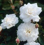 Rose Irene of Denmark