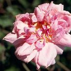 Rose Jean Sisley