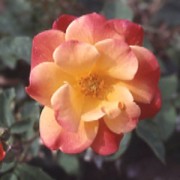 Rose Joseph's Coat
