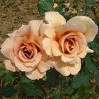 Julia's Rose