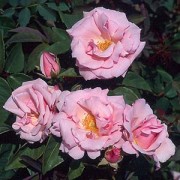 Kathleen Harrop