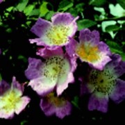 Kew Rambler