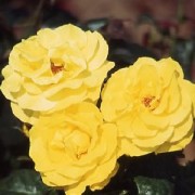 Rose Korresia