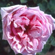 La Noblesse