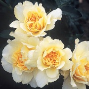 Rose Leverkusen