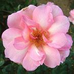 Rose Mme. Charles