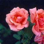 Rose Mme. Edouard Herriot