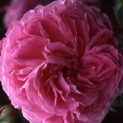 Mme. Lauriol de Barny