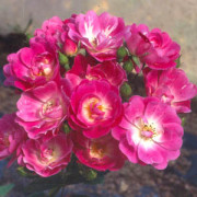 Mrs F.W. Flight