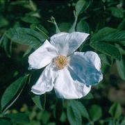 Nyveldt's White