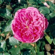 Rose Parade