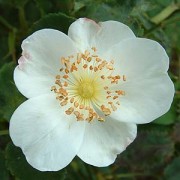 Rose Paul's Perpetual White
