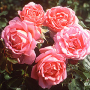 Rose Paws