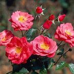 Rose Penelope Plummer