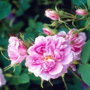 Quatre Saisons