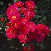 Rose Red Bells