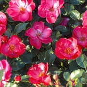 Rose Red Blanket