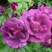 Rhapsody in blue