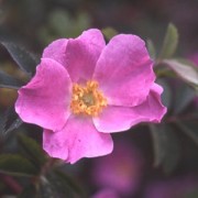 Rosa acicularis nipponensis