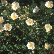 Rosa altaica