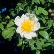Rosa arvensis