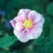 Rosa californica plena