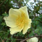 Rosa earldomensis