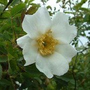 Rosa fedtschenkoana