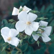 Rose Rosa moschata