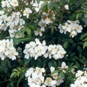 Rose Rosa mulliganii