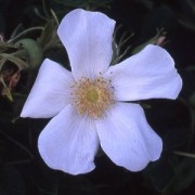 Rosa rugosa Alba