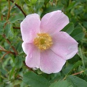 Rose Rosa suffulta