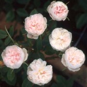 Rose de Meaux White