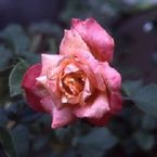 Rose Rosette Delizy