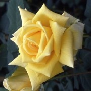 Rose Royal Gold