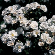 Rose Sanders White
