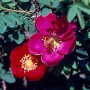 Single Cherry