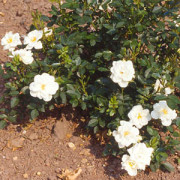 Rose Snow Carpet