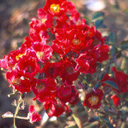 Rose Suffolk