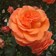 Tatton