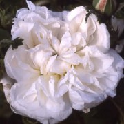 White Provence