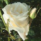 Rose White Queen Elizabeth