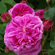 Wretham Rose